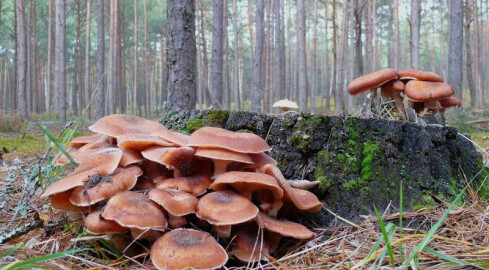 Grzybobranie w Puszczy - grafika