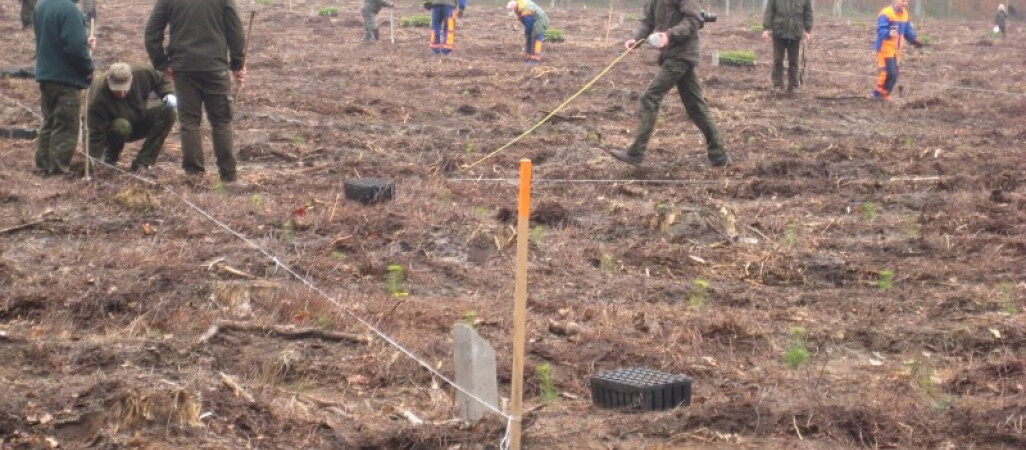 Kilka tysięcy osób znajdzie na wiosnę pracę... w lesie