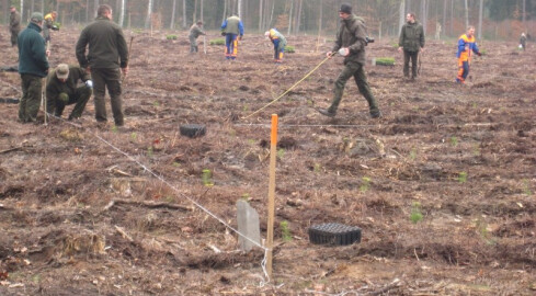 Kilka tysięcy osób znajdzie na wiosnę pracę... w lesie - grafika