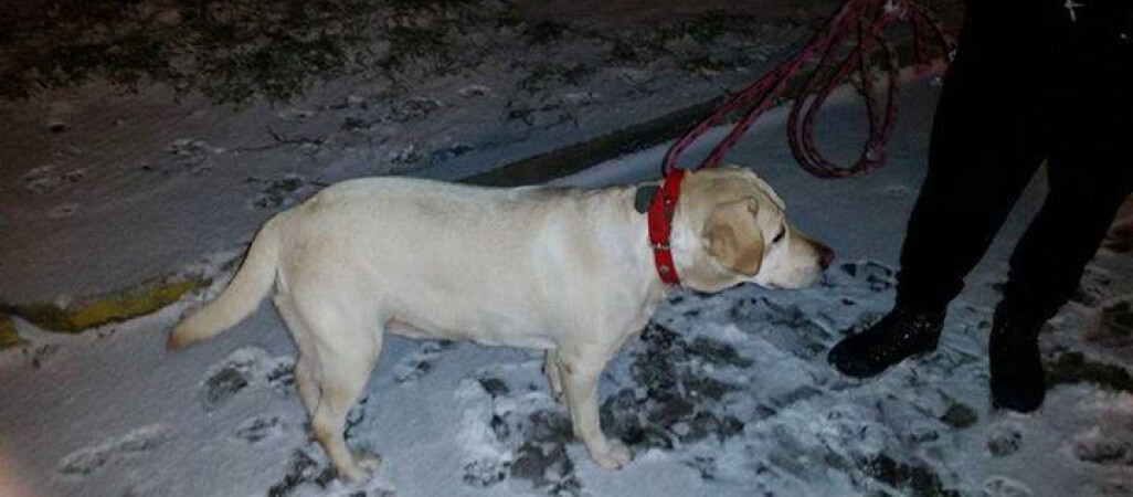 Biszkoptowy labrador czeka na właściciela