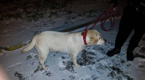 Biszkoptowy labrador czeka na właściciela - grafika