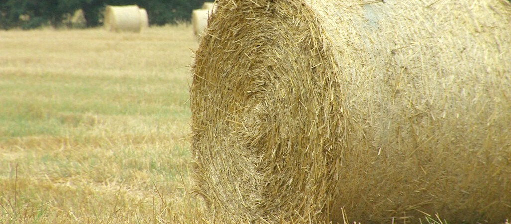 24-latek wciągnięty przez kombajn