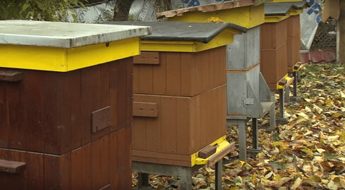 Targi Produktu Lokalnego w Gminie Wieleń - grafika