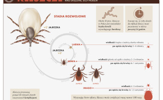 Uwaga, zapowiada się plaga kleszczy