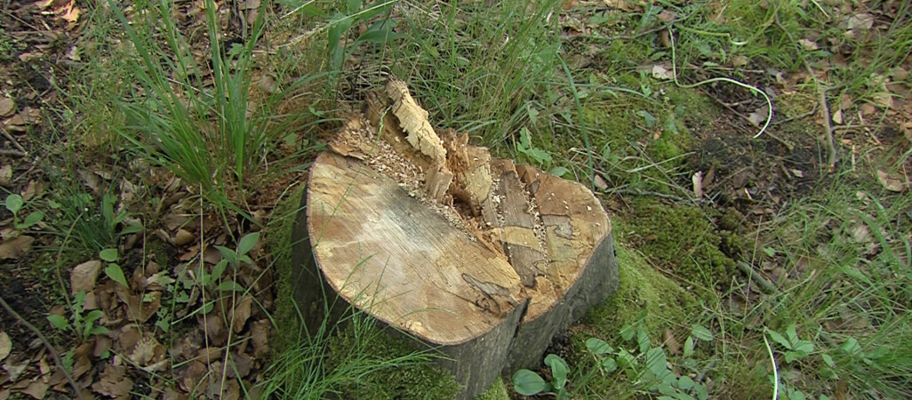 Wycięto 140 drzew nad jeziorem Raduń