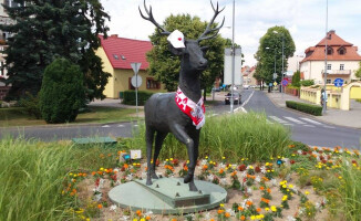 Jeleń w Złotowie też kibicuje naszym zawodnikom