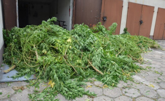 Uprawiał konopie w lesie. Trafił za kratki