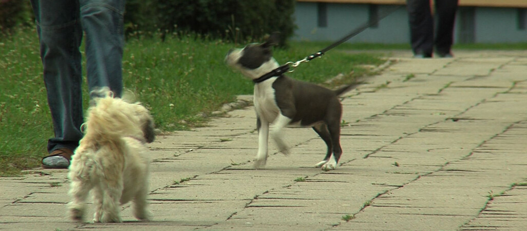 Kiełbasa z haczykami i gwoździami dla psów?