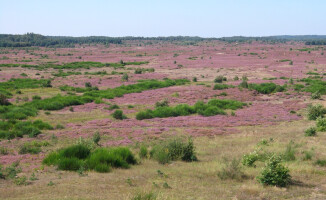 Wrzosowiska w Nadleśnictwie Okonek