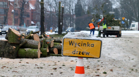 Posadzą nowe drzewa - grafika