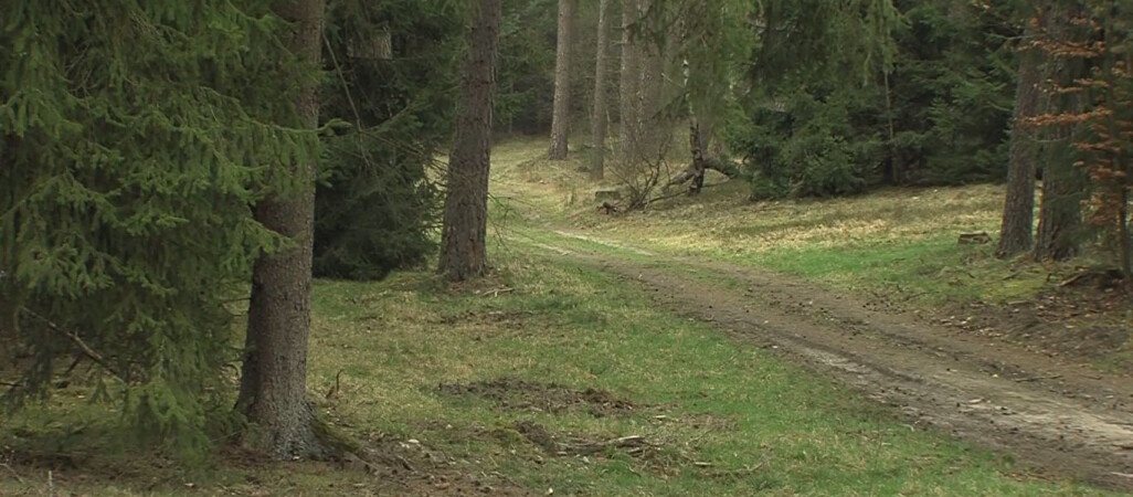 Pijany grzybiarz ugrzązł w bagnach