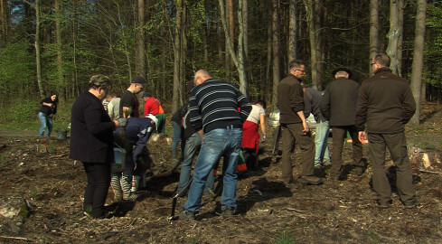 Leśnicy posadzili 24 miliony drzewek w lasach - grafika