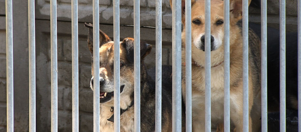 Zwierzę to nie prezent. Brak adopcji w schroniskach