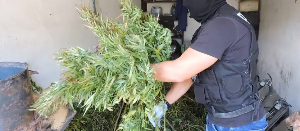 Marihuana o wartości 300 tys zł w złotowskim [VIDEO]