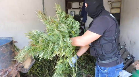 Marihuana o wartości 300 tys zł w złotowskim [VIDEO] - grafika