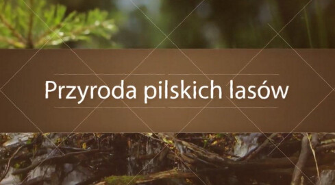 Czy znasz przyrodę pilskich lasów? - grafika