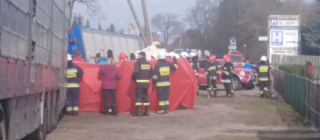 Kilka świń zginęło w wypadku na DK 11