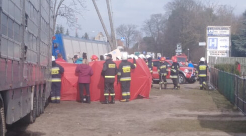 Kilka świń zginęło w wypadku na DK 11 - grafika