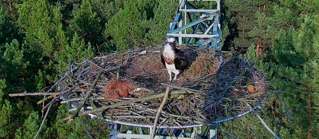 Jedyne gniazdo rybołowów pod okiem kamery [VIDEO]