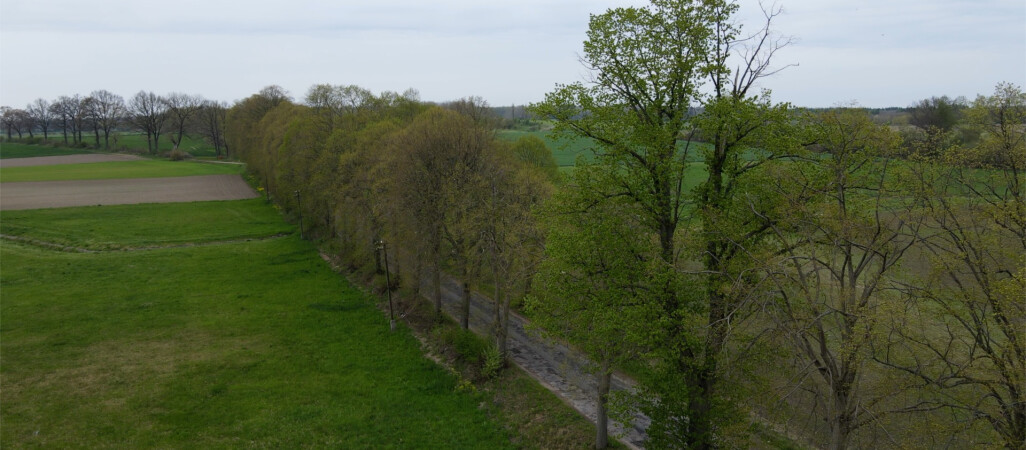 Wytną wiele starych drzew