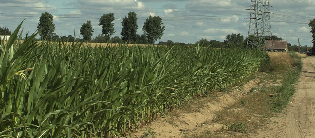 Susza w regionie. Straty rolników sięgają nawet 90 proc.