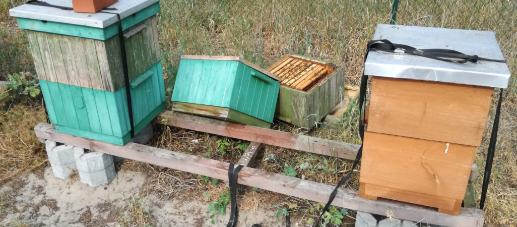 Z premedytacją rozbił trzy ule sąsiadom 