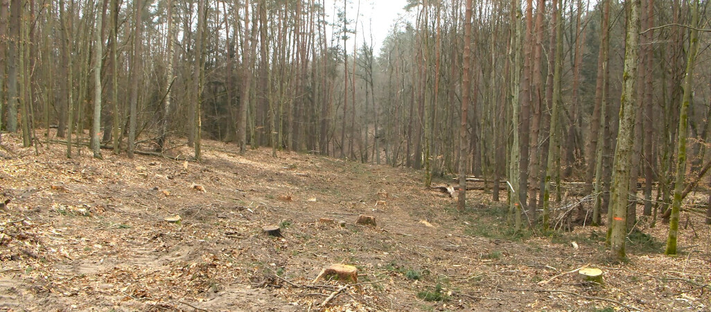 Setki drzew pod topór dla budowy linii wysokiego napięcia