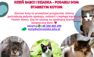 Psie babcie i dziadkowie czekają na adopcje