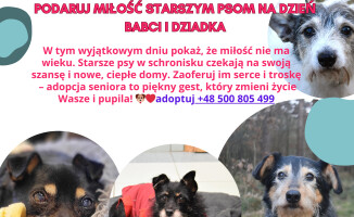 Psie babcie i dziadkowie czekają na adopcje