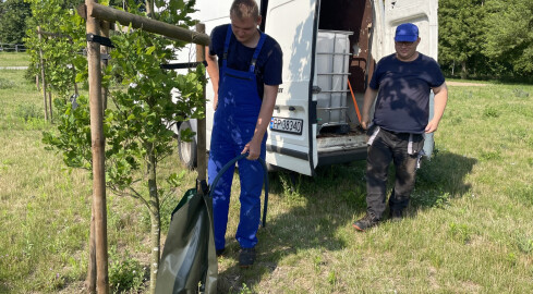 Woda z worków podlewa młode drzewa  - grafika