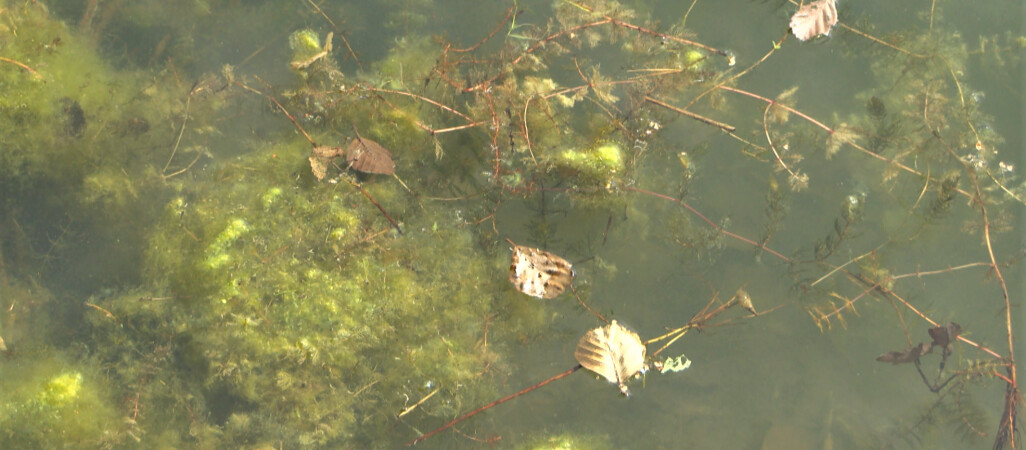 Sinice w Wapieńskim to naturalna katastrofa 