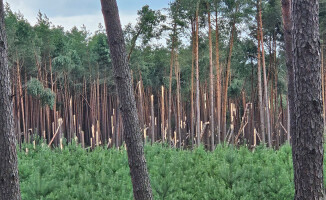 Zakaz wstępu do lasów po nawałnicy 