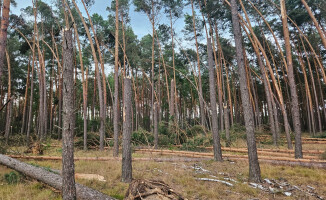 Zakaz wstępu do lasów po nawałnicy 