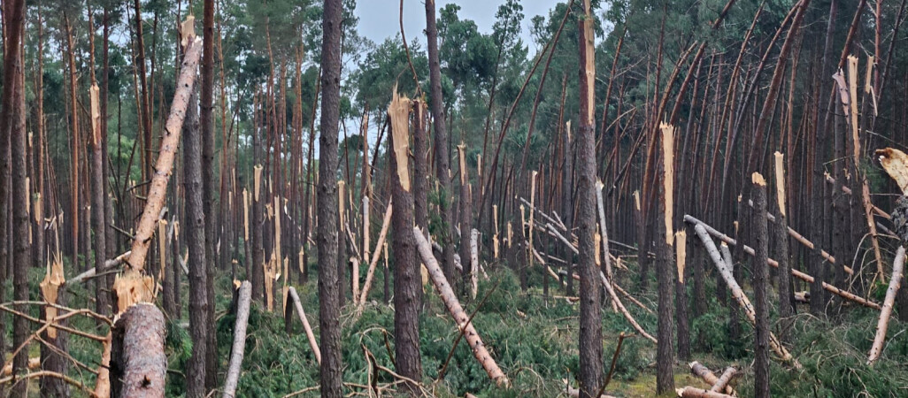 Zakaz wstępu do lasów po nawałnicy 