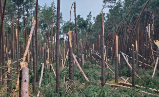 Zakaz wstępu do lasów po nawałnicy 