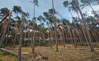 Zakaz wstępu do lasów po nawałnicy 