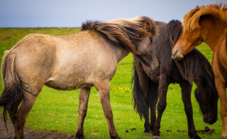 Wiara w Elfy i Trolle jest tu powszechna. Islandia kraina Mordoru i lodowców