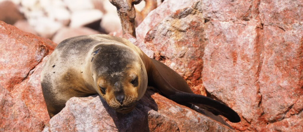 Małe Galapagos w Peru. Odwiedzimy też Nazca i Titicaca 