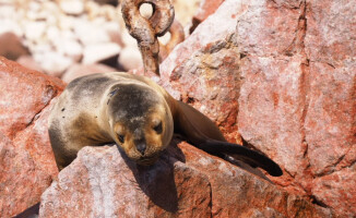 Małe Galapagos w Peru. Odwiedzimy też Nazca i Titicaca 