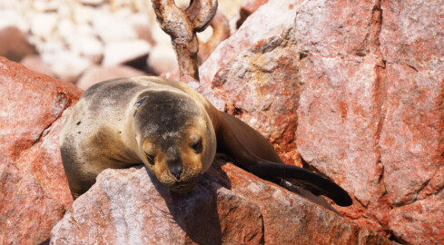 Małe Galapagos w Peru. Odwiedzimy też Nazca i Titicaca  - grafika