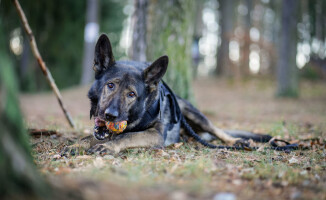 Pies - policjant odnalazł zaginionego 