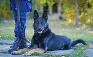 Nowy psi funkcjonariusz w pilskiej policji 