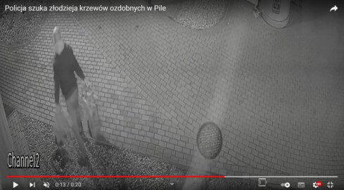 Ukradł 48 ozdobnych krzewów. Szuka go policja - VIDEO  - grafika