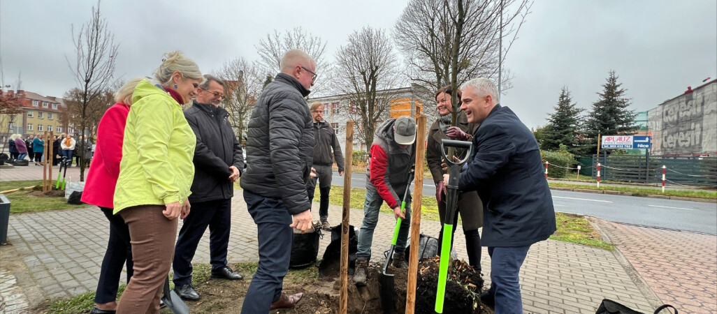 Posadzili graby przed budynkiem starostwa 