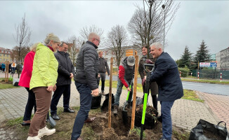 Posadzili graby przed budynkiem starostwa 