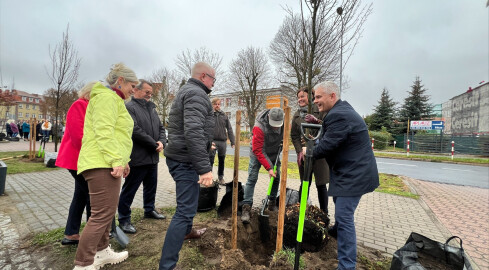 Posadzili graby przed budynkiem starostwa  - grafika