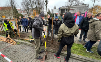 Posadzili graby przed budynkiem starostwa 