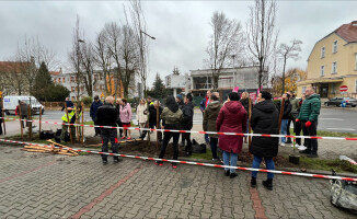 Posadzili graby przed budynkiem starostwa 