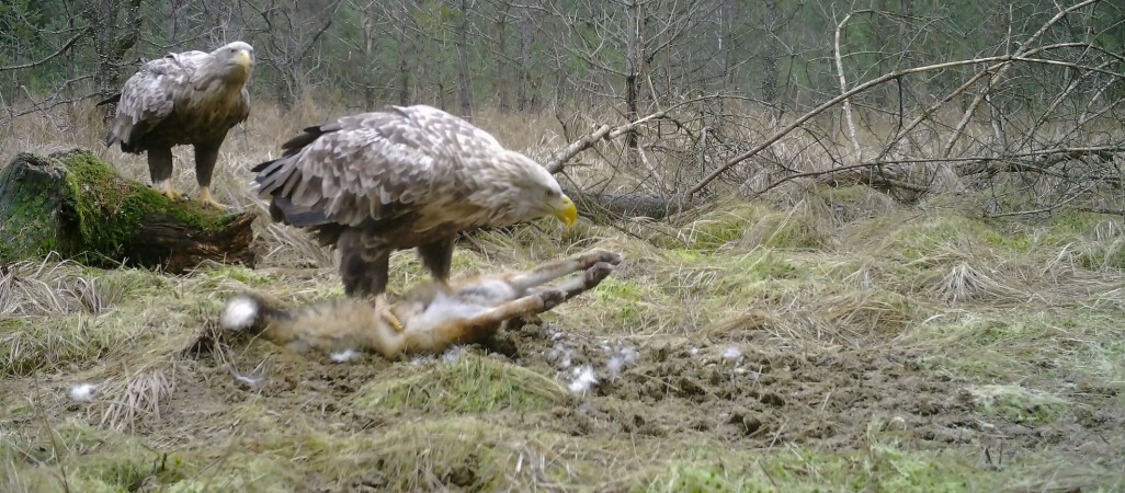 Bieliki podczas posiłku. Drapieżniki w fotopułapce 