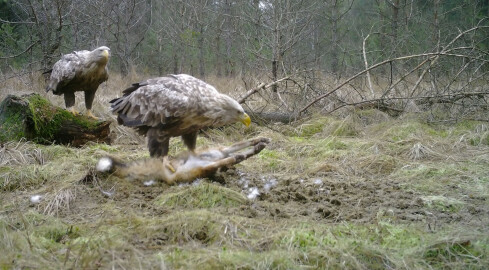 Bieliki podczas posiłku. Drapieżniki w fotopułapce  - grafika